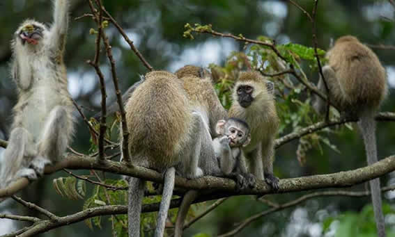 Primate tracking ( chimpanzees), bird watching