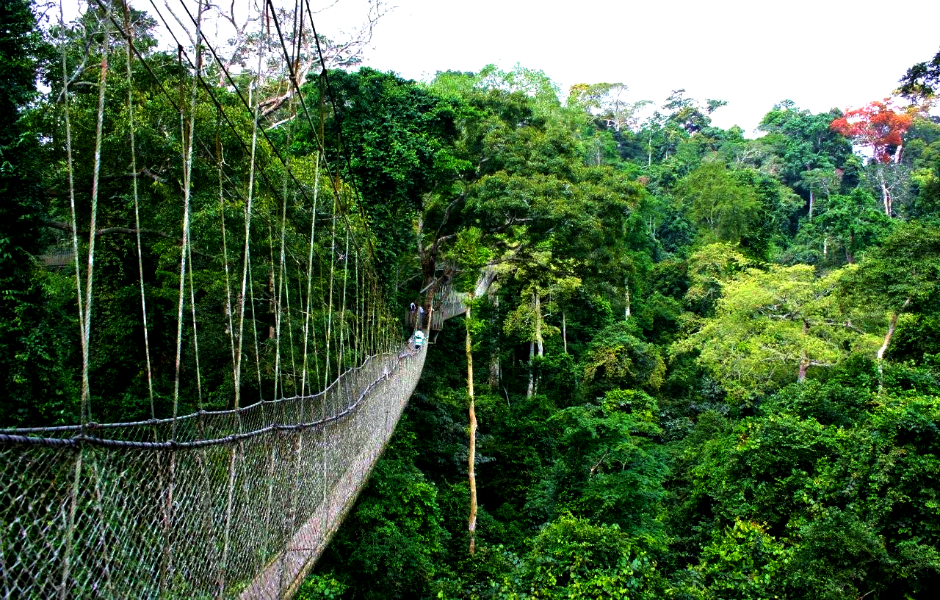 Primate tracking (chimpanzees), bird watching , canopy walks