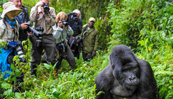 Rwanda safari features gorilla trekking, game drives & boat cruise