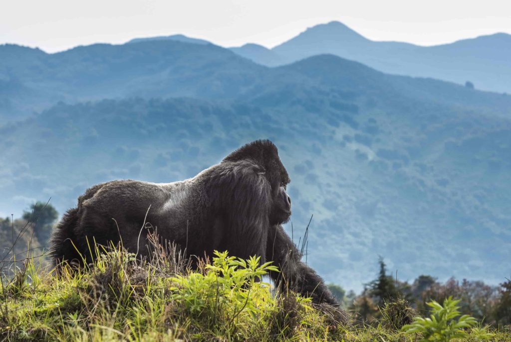 Book a guided safari to Rwanda's pristine national parks