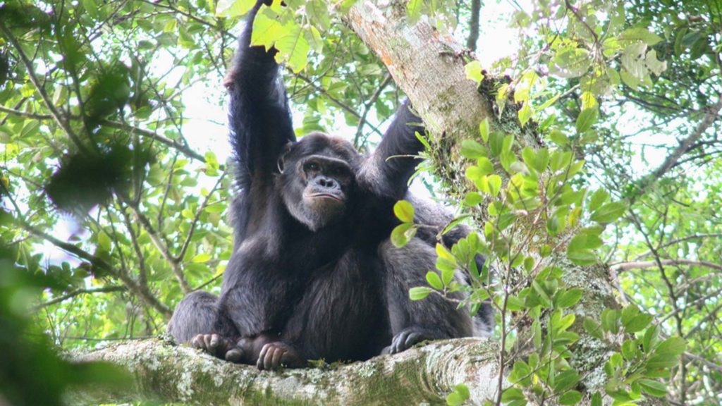 A 7 days Rwanda safari features gorilla & chimp tracking, game drives