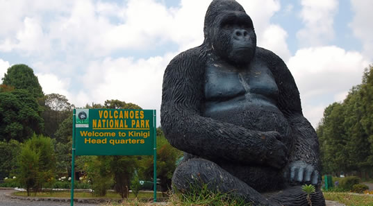 Gorilla & golden monkey trekking, bird watching, Dian fossey tour