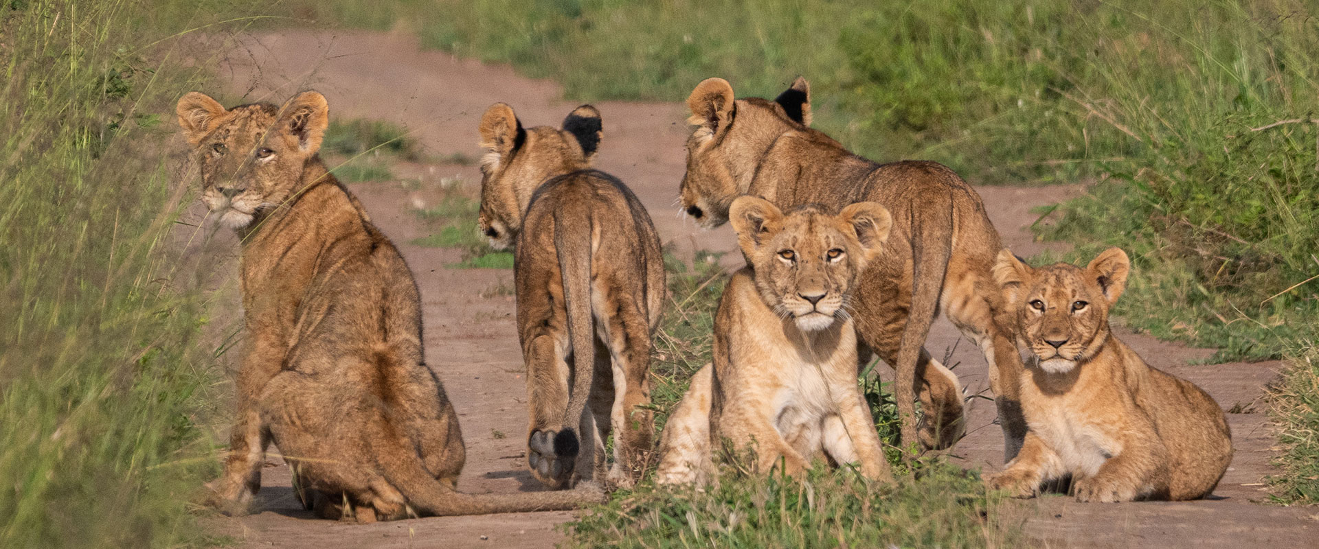 Akagera lions- Big 5 safari in Rwanda