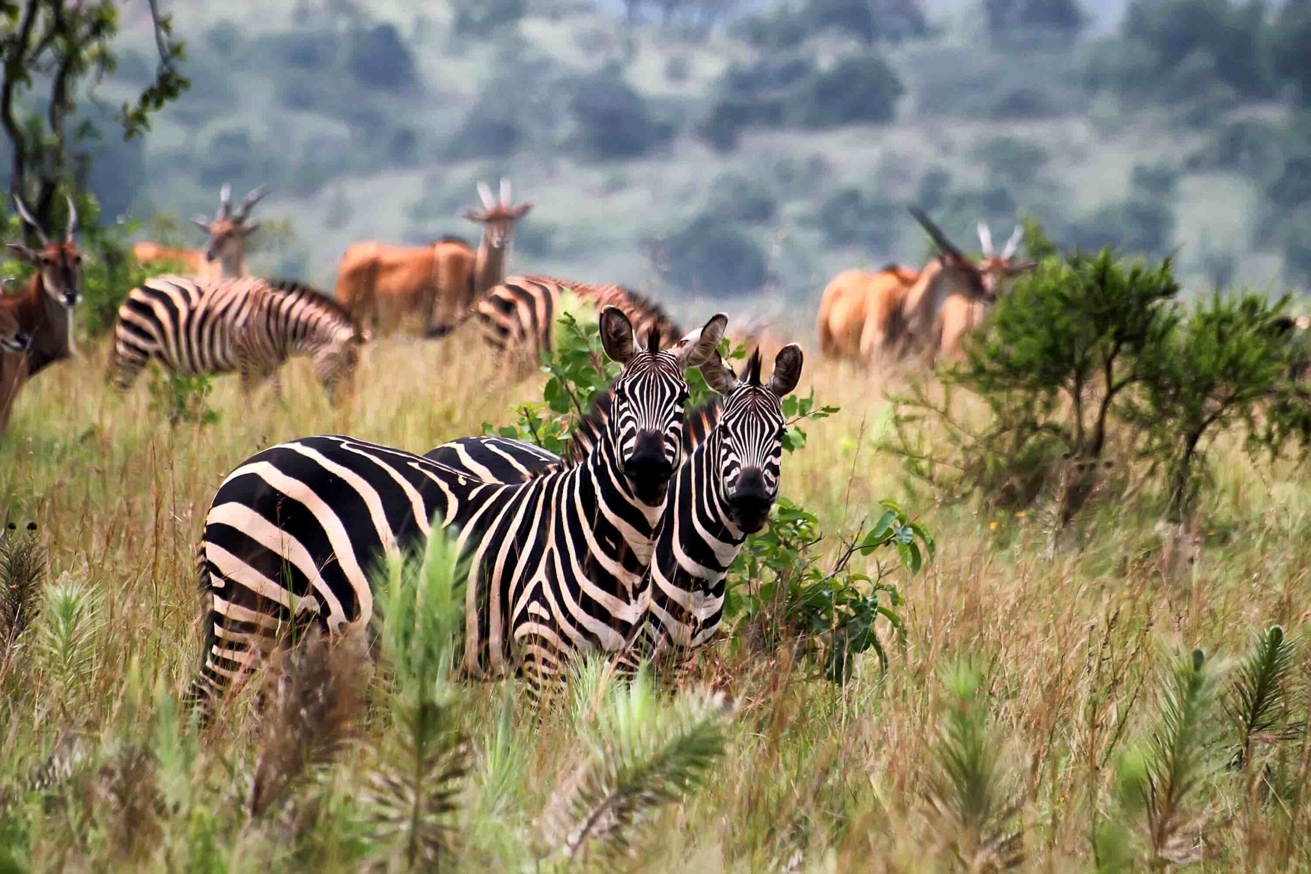 akagera-wildlife-tour | Rwanda Car Rental Services kigali to akagera in a rav4