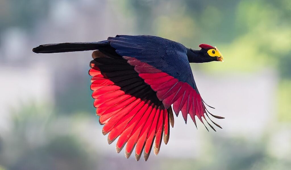 Bird watching in Rwanda