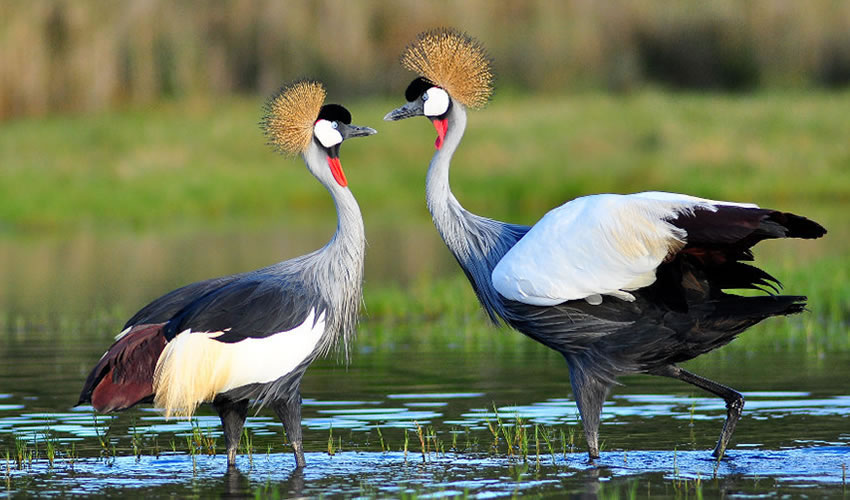 birds of rwanda - crested crane