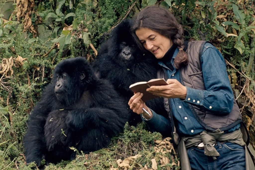Dian Fossey with Gorillas in Virunga ranges - Rwanda