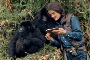 Dian Fossey with Gorillas in Virunga ranges - Rwanda