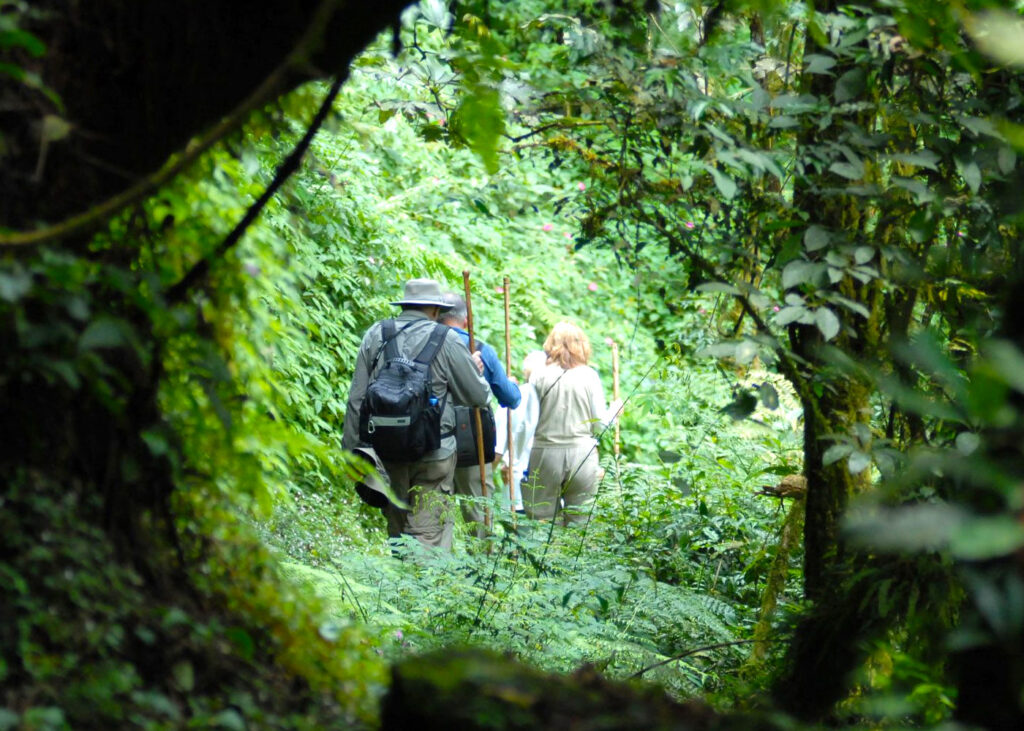 hiking trail to dian fossey tomb