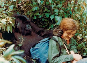 Is it safe to do gorilla trekking in Rwanda