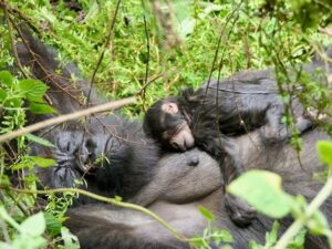 Gorilla baby born in Rwanda