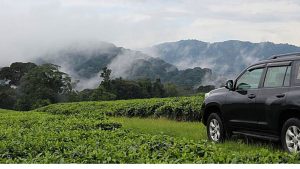 Rwanda car rental services -- welcome to Nyungwe forest