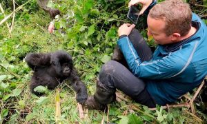 Gorilla trekking is start activity in both Uganda & Rwanda