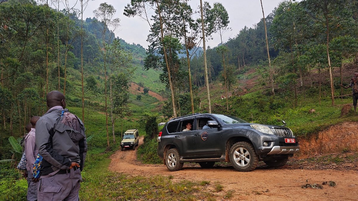 self-drive-to-bwindi-forest | Rwanda Car Rental Services Gorilla trekking vehicles like Land cruiser prado